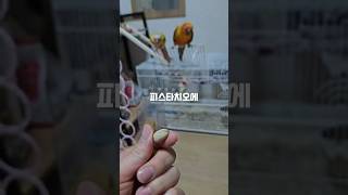 앵무새는 피스타치오를 정말 좋아하네요. #앵무새 #코뉴어 #썬코뉴어 #parrot