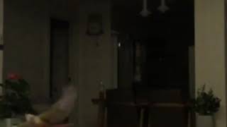 소망이와 사랑이의 야간비행(코뉴어)(사랑앵무)