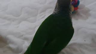 코뉴어~~너 축구선수 될꺼니? 공이랑 한판승부!