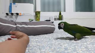 체스넛 마카우 바나