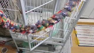 코카투 앵무  밤에 안자요