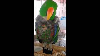 self injury Eclectus parrot therapy course 57 자해하는 뉴기니아앵무새 치료과정 57