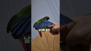 코뉴어앵무새#하랑이#하봉이#parrot#cute
