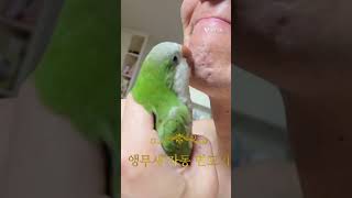 앵무새 자동 면도기#퀘이커#면도기#앵무새#수염