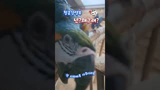 싸우지마!!!  홍금강앵무, 청금강앵무  #사천데이트코스 #사천가볼만한곳 #아라마루아쿠아리움 #사천아라마루아쿠아리움 #금강앵무새 #홍금강앵무새 #청금강앵무새 #싸우지마