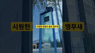 바람 불어서 기분좋은 루카 #앵무새 #parrot #청금강 #청금강앵무새 #macaw #동물 #animal