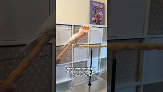 Major Mitchell's Cockatoo Coming Out & Training