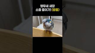 앵무새 새장 방음 설치! 퀘이커앵무새 소음 줄이기 대작…