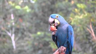 Hyacinth Macaw