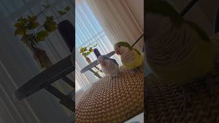 마! 순도리 부츄 놀아주는거 쉽지않다~ 하나로마트 로고송에 춤추는 #quakerparrot #퀘이커앵무새