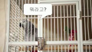 말하는 앵무새 해리(회색앵무)  Taking grey …