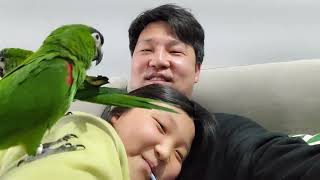 꽁패.앵무새.한스마카우.뽀미.한나.다시 한나집으로..2022.3.6