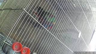 뉴기니아 와 마카우 뉴기니아 교미 영상 20190325 천둥 eclectus parrot mating