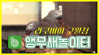 앵무새 놀이터 인천 라쿠비어 번개! (귀찮다^^)자막없…
