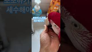 흥 해봐 흥! #홍금강앵무새 #parrot #세수#앵무새 씻기기