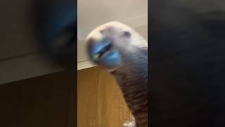 옹알이 하는 앵무새 #구름이 #팀네회색앵무