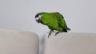 공서연(앵무새)한스마카우.뽐이.목욕후 커튼놀이.부르면 …