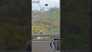호주 워홀 D+68 | 미친 코카투가 창문을 열었다 #…