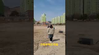 청금강앵무새 빙글빙글 자유비행 맛보기영상 #shorts