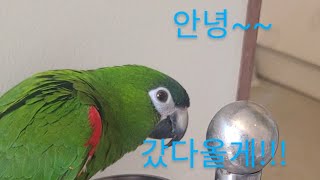 말하는 한스마카우 사랑이