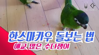 한스마카우의 특징과 돌보는 법을 알려드립니다. a redshoudered macaw with a lot of teeth.