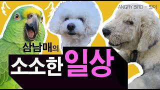 별이네 집 삼남매의 소소한 일상 / 귀요미 3인방의 별거 없는 일상 / 막말 / 앵무새가 개콘보다 더 웃기다!!  / 사람과 대화 가능앵무새 / ANGRY BIRD