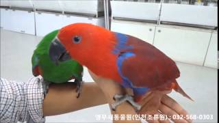 뉴기니아앵무새 (Eclectus parrot)