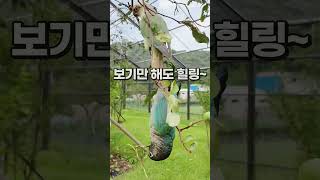 행복한 프로 앵무새 가평 아마조나 코뉴어앵무새 #shorts