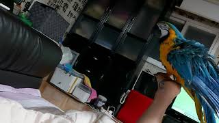 청금강 구름이의 날개짓