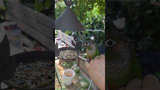 앵무새 짹짹이/밥먹쟈#코뉴어앵무새#parrot