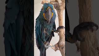 Cutest Blue Macaw Ever! You Won’t Believe This Parrot’s Charm! #Shorts