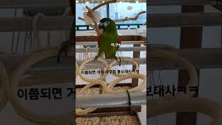 [Vlog 앵카페 일상] 한스마카우 '아구찜' 홍보를 보고 힐링하세요❤️