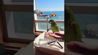 율리,부글부글!!! #한스마카우 #동물동반카페