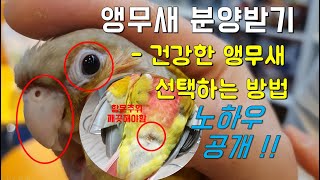 앵무새 분양받는 요령, 건강한 앵무새 선택하기