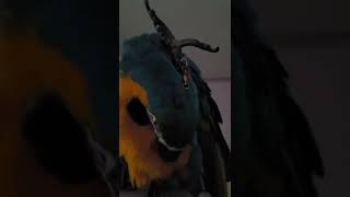 그냥 찍어본 루카 #shorts #청금강