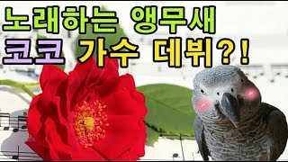 [수다쟁이 회색앵무 코코] EP37. 노래하는 코코 방송 섭외 들어오다?!