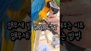 앵무새 다리에 링을 다는 이유 발목링 하는 방법 #앵무새