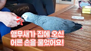 앵무새가 처음보는 손님 손을 물어버렸어요ㅠㅠ