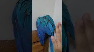 루카의 까꿍 #청금강 #청금강앵무새 #마카우 #parr…