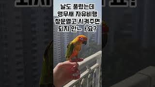 앵무새 자유비행 #앵무새 #코뉴어 #parrot #썬코뉴어