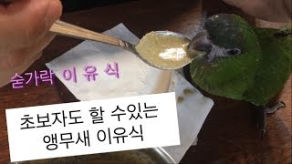 [초보]앵무새 이유식(숟가락이유식)한스마카우,검은머리카…