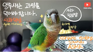 사과먹는 코뉴어 앵무새 Cute green cheek …