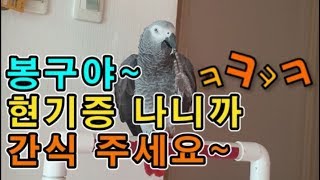 [수다쟁이 회색앵무 코코] EP.2 앵무새가 애타게 &…