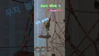 코뉴어앵무새  ♡무지♡  #앵무새 #새 #귀요미 #놀이터 #윤탱이네