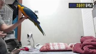 청단이(청금강앵무새) 어제보다 숙달된 2번째 호출훈련 Macaw Parrot indoor Call training Day2*
