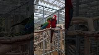 대답없는 앵무새