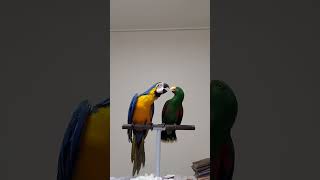 날라와 바다의 대면식 뉴기니아앵무새와 청금강앵무새의 만남