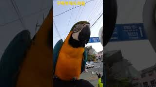 지나가는사람에게 인사하는 루카 #청금강앵무새 #shor…