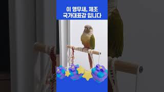 체조 국대감 앵무새ㅣ말 잘하는 앵무새 이겨울 ㅣ 코뉴어…