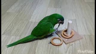#한스마카우 #앵무새 #놀이